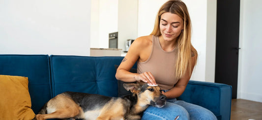 5 Common Pet Care Mistakes (and the Best Products to Fix Them)